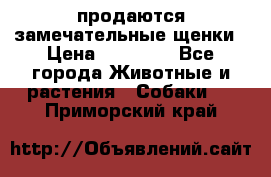 продаются замечательные щенки › Цена ­ 10 000 - Все города Животные и растения » Собаки   . Приморский край